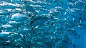 Científicos marinos se reúnen en San Juan para investigar especies caribeñas