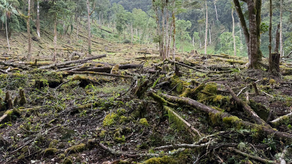 MiAmbiente atiende casos de tala MiAmbiente atiende casos de tala