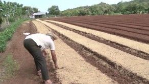 Investigadores trabajan en semillas de arroz que resistan a la sequía