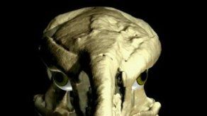 Recrean ataque de un pájaro de hace 6 millones de años