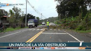 Árbol cae sobre tendido eléctrico y obstruye vía en Bocas del Toro