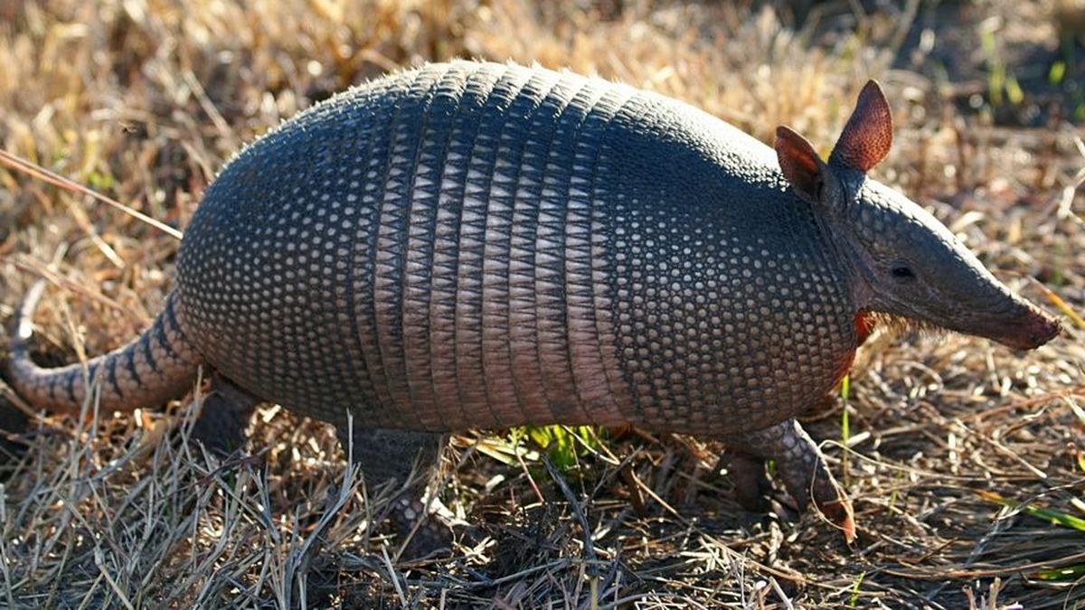 Descubren en Argentina la cola de un armadillo gigante de hace 700.000 años