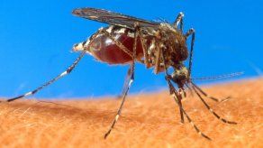 Cuba reporta seis casos de fiebre de Chikungunya