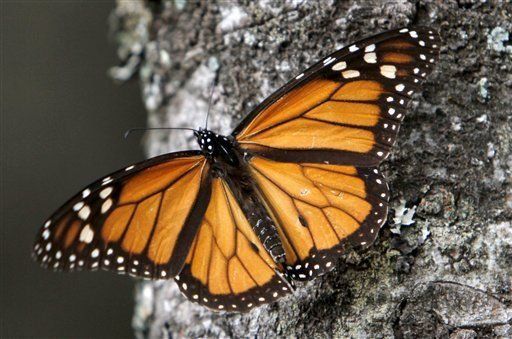 Mariposas monarca llegan tarde a México