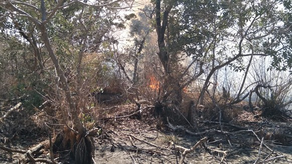 Incendio en&nbsp; el Refugio de Vida Silvestre Cenegón del Mangle, Herrera.