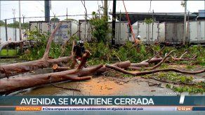 Fuertes lluvias provocan caídas de árboles en varios sectores de Panamá Fuertes lluvias provocan caídas de árboles en varios sectores de Panamá