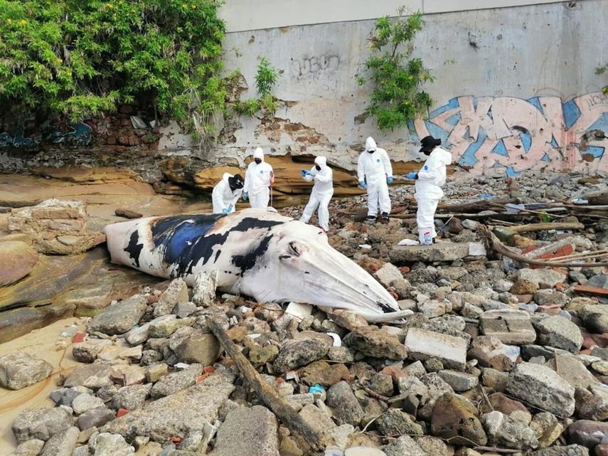Ballena hallada en San Felipe.