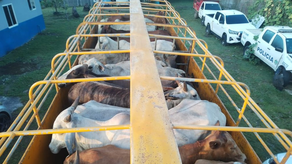 Hurto pecuario en Chame