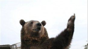 Oso negro deambula por cárcel en Luisiana