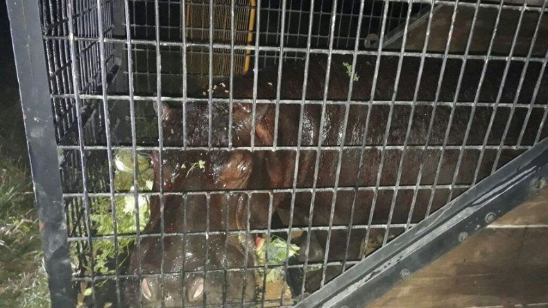 Capturan a un hipopótamo que andaba suelto en México