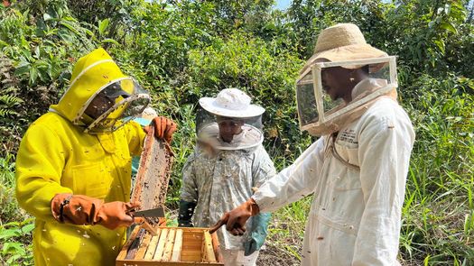 Apicultura en Panamá registra aumento en la producción de miel durante 2025. Apicultura en Panamá registra aumento en la producción de miel durante 2025.