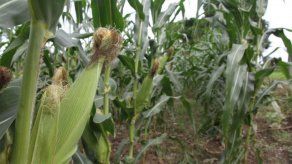 Refrendan expedientes de pago por B/.15 millones para productores de arroz