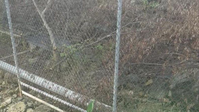 Autoridades inician reforestación de especies nativas en Albrook