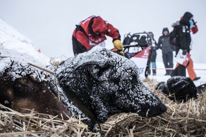 Carrera de trineos tirado por perros La Grande Odisea