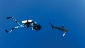 El cine verde estará presente en el IFF Panamá 2019