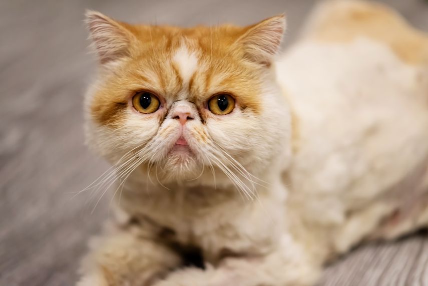 Gato exótico de pelo corto. Gato exótico de pelo corto.