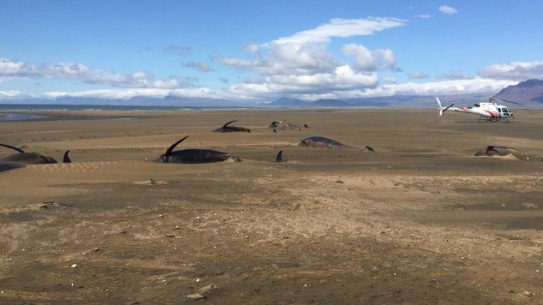 Hallan a 50 ballenas piloto varadas en playa de Islandia
