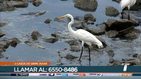 Salud Animal pide no manipular aves silvestres ante segundo caso de gripe aviar