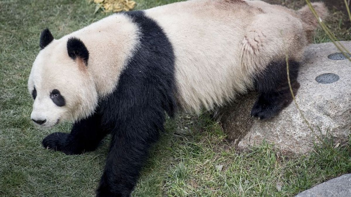 Cámara en línea para ver el oso panda recién nacido