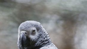 Michigan: Buscan que perico dé testimonio de un homicidio