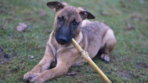 Veterinarios británicos desaconsejan lanzar palos a los perros