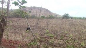 Sequía en Azuero, el castigo de la naturaleza