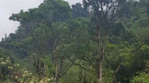 FTC prepara traslado de adolescente que sufrió fractura tras caerle un árbol en la piernas