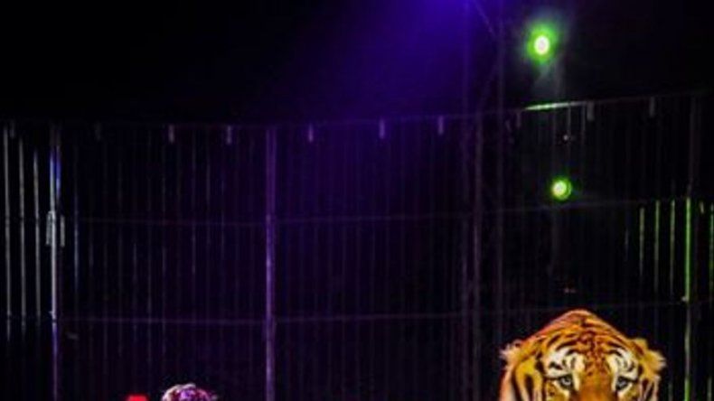 Miembros del Circo Hnos. Suárez introducirán acción de amparo en contra de Alcaldesa