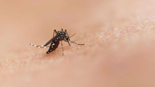 CSS comparte recomendaciones para prevenir picaduras de insectos y alacranes