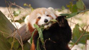Un panda rojo se extravía en el Zoológico de Virginia