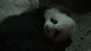 Zoológico de Washington revela sexo de bebé panda: ¡Es una hembra!