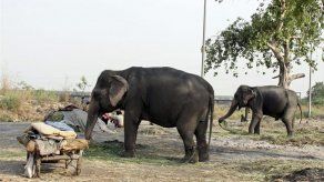 Elefantes jóvenes que dan a luz doblan el riesgo de morir