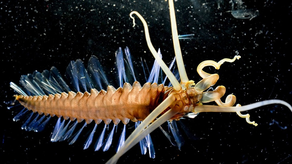 Conoce los 7 animales más raros del mundo.