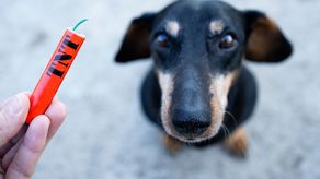 ¿Cómo evitar que la pirotecnia afecte a mis mascotas en las fiesta de fin de año?