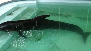 Sacrifican a la ballena piloto rescatada en Puerto Rico