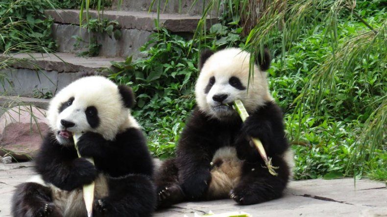 Un grupo de cachorros de panda chinos pronosticará los resultados del Mundial