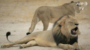 Dos hombres van a la Corte por cacería de león protegido