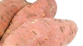 Estudian tubérculo que reduce nivel de glucosa en sangre