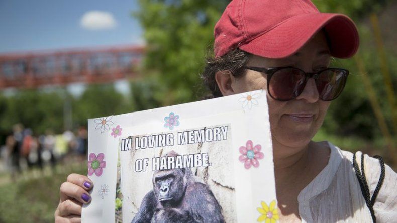Harambe, el gorila abatido en un zoo de Ohio, revive online