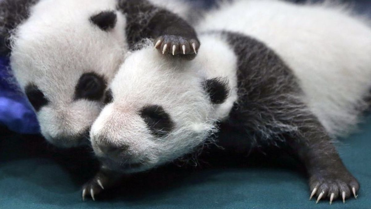 El Panda Gigante Deja De Ser Una Especie Amenazada