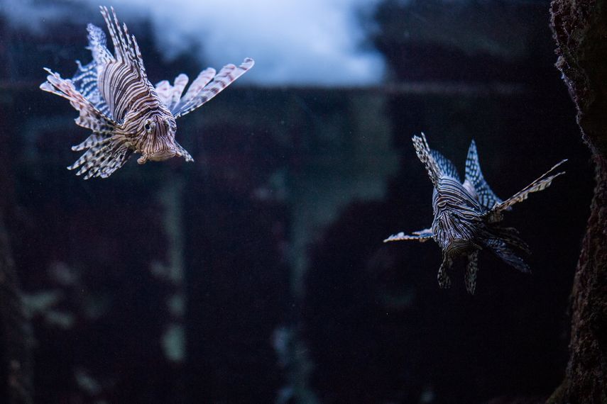 El pez león no solo se come las especies comerciales