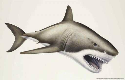 Hallan en aguas españolas fósiles del mayor depredador marino