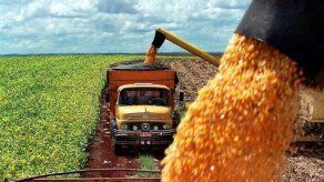 Gates y Slim inauguran centro de biociencias para maíz y trigo en México