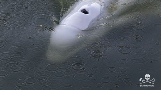 La beluga, que vive en aguas árticas, fue vista por primera vez la semana pasada en el Sena.