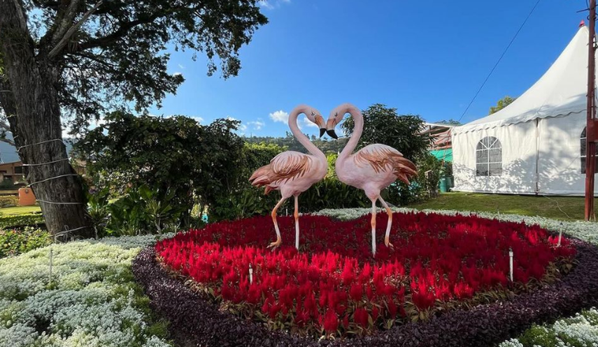 Feria de las Flores y el Café: Los espectáculos que habrán hoy 12 de enero