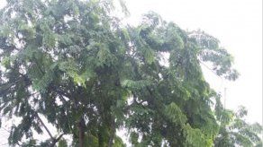 Árbol cayó sobre vehículo en Ciudad Radial