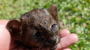 MiAmbiente rescata crías de yaguarundí en Bugaba MiAmbiente rescata crías de yaguarundí en Bugaba