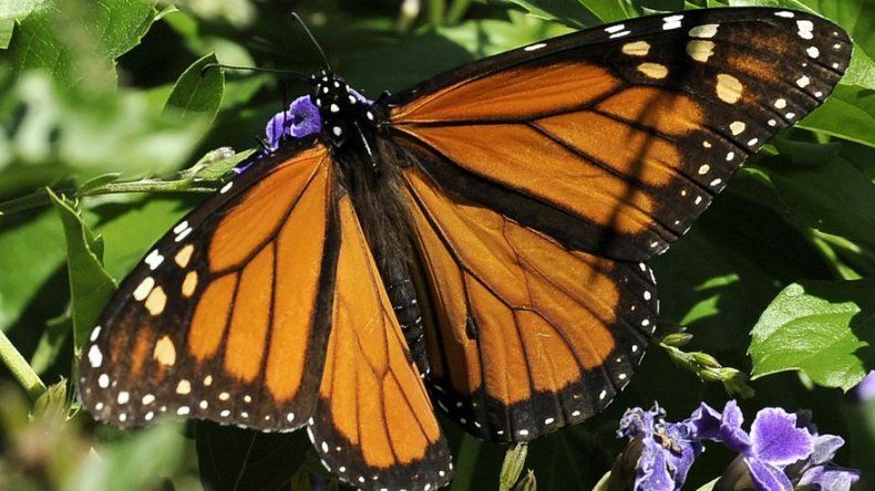 EEUU destina 3,2 millones para ayudar a la mariposa monarca