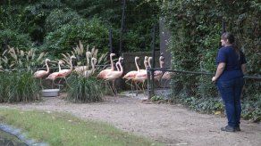 Zoológico protege animales antes de la llegada de Florence