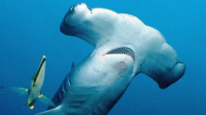En Costa Rica se prohibirá la pesca del tiburón martillo.